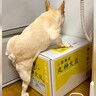 犬が『箱の上に登ろうとした』結果…苦戦する姿と『まさかの結末』がコントのようだと30万再生「一生懸命すぎるｗ」「短足可愛い」と爆笑