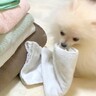 洗濯物をたたみ始めたら、遊びたがっている子犬が…『無邪気に邪魔をしてくる姿』に悶絶の声「イタズラされても許せちゃう」「楽しそう」