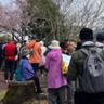 満開の早咲き桜と歴史探訪　南区さくらボランティアの会が大岡川沿い散策企画
