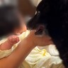 赤ちゃんの子守りをするパパ→大泣きしてしまったら、犬が心配して…尊すぎる『健気な行動』が3万再生「献身的で感動した」「深い家族愛」