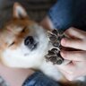 犬の『肉球ケア』を怠るとどうなるの？起こりうるトラブルから正しいお手入れ方法まで