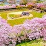 太古のロマンを感じる観光名所、奈良県明日香村の「石舞台古墳」を彩る桜景色