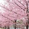 河津桜が各地で満開　昨年より15日ほど遅く