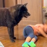 2歳の女の子が叱られて泣いていたら、犬が…優しすぎる『まさかの行動』がまるで人間のようだと12万再生「これだから犬ってやつは」と感動