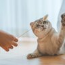 猫の『いい飼い方・ダメな飼い方』は何が違う？間違えたくない4つのポイント