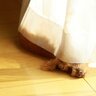 犬が人に『近づいてほしくない』ときにみせるサイン4選　避けられてしまう原因や飼い主の正しい対応まで