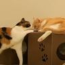 飼い主が寝ている間の猫たちを『モニタリング』した結果…あまりにも予想外な『衝撃の事件』に「撮れ高すぎるｗ」「めっちゃ笑ったｗｗ」
