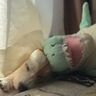 大好きな恐竜さんのぬいぐるみと格闘の末に→頭をくっつけて眠るジャック・ラッセル・テリア
