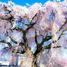 【北海道の絶景】胸にくる…桜が空いっぱいに広がる場所　地元カメラマンの写真５選／北斗市