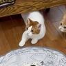 おもちゃに夢中になっていた猫たち→『来客の存在を思い出した』次の瞬間…まさかの反応が113万表示「ふと我に返る瞬間が可愛い」「笑った」