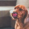 犬が誤飲すると死ぬもの４選　絶対に食べさせないためにすべき対策とは？