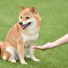 犬が言うことを聞かなくなる『飼い主のNG行為4つ』　心当たりはありませんか？愛犬の心理から対処法まで