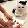 息子に『絵本の読み聞かせ』をされる猫→表情を見てみると……思わず爆笑の"瞬間"が260万表示「耳が物語っているｗ」「眉間に皺がｗ」