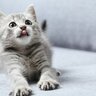 子猫はいつからが『大人猫』？成長に伴って起こる心身の変化3選とお世話の注意点