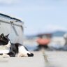 猫好きさんが旅行に行くなら…おすすめしたい『猫好きな国』4選