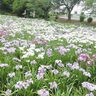 花しょうぶの白や紫のグラデーションで覆われる「赤堀花しょうぶ園」【群馬県伊勢崎市】