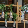 11日間も続く長～いお祭り「芝大神宮例大祭（だらだら祭り）」が9月11～21日に開催。名物のショウガや千木筥の頒布も