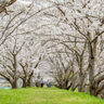 ４月７日、「蟹満寺」駐車場のそばでお花見！満開の桜トンネルを通り抜けてきました～！【京都府木津川市】