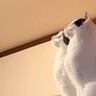 キッチンに現れた『G』→猫がやっつけてくれると思ったら…まさかの結末が215万再生「狙ってたのに最後ｗ」「可愛すぎて何回も見ちゃうｗ」