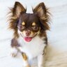 犬が『飼い主に話しかけている』サイン４選　意思疎通を図ろうとしているときの心理まで