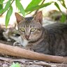 ボルネオ島の歴史に残る「パラシュート猫部隊」ネズミ撃退と島民の「猫友」になるのがミッション