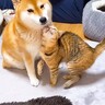 子猫が『柴犬のこと大好き』になった結果…可愛すぎる『猛アピール』に反響続々「猛烈だわ～ｗ」「愛が重いｗｗ」と9万1000再生