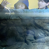 川魚「アマゴ」を子どもたちが水槽へ　赤目滝水族館開業に向け　名張