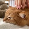 気温なんて関係ない！　暖かくなってもママの腕枕で寝たい猫