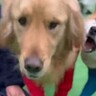 『ドッグランで出会った男の子』と犬が仲良くしていたら、大型犬が間に入ってきて…想定外の展開で『文句を言う光景』に「可愛い」「フゴッｗ」