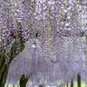 桜だけじゃない　4月と5月に見頃迎える花の絶景スポット　東海エリア近郊の名所11選