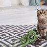 猫の飼い主さんが『できなくなること』6選　猫を迎える前に覚悟しておきたい変化とは