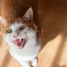 猫がニャーニャー『おしゃべり』になっている理由5つ　声のトーンで意味が違う？