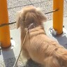 散歩中に見つけた『枝』を持ち帰りたい犬→まさかのハプニングと『一生懸命考えた結末』が10万再生「戻るの可愛すぎ」「お利口さん」と絶賛