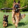 たくさん運動をしなければならない犬種5選　アクティブな犬の共通点や適切な運動量まで