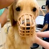 犬の耳掃除をするため『動物病院』に連れて行った結果…この世の終わりのような『絶望』が面白すぎると68万再生「顔ｗ」「ほんと好き」と爆笑