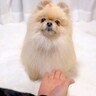 犬に『おて』と言ってみた結果…『おやつがある時とない時』の対応が違いすぎると16万再生「なしの時の顔ｗ」「分かりやすくて草」と絶賛の声