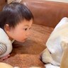 『寝ている大型犬と遊びたい赤ちゃん』がとった行動…完全に想定外な『寝ているかチェックする方法』に爆笑「躊躇なさすぎて草」と52万再生