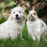 犬と『一緒に飼いやすい』動物4選　相性の良さや習性の違い、注意すべきことまで