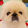 トリマーのお姉さんに犬のヘアスタイルを相談した結果…衝撃的な『まさかの呼び方』がジワると話題に「的確な表現で笑った」「名付けの天才ｗ」