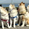 ハスキー犬4匹と記念撮影をしたら…『お前らどこ見とんねーん』渾身のツッコミに8万いいね集まる「ほぼコントで草」「逆に奇跡」絶賛続々