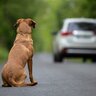 『捨てられた犬』が辿る道とは　安易にペットを手放すことが絶対にダメな理由まで