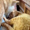お昼寝中、同居犬の強引なペロペロで起こされた猫…まさかの『優しすぎる神対応』に「控えめな抵抗が可愛い」「お互い大切なのが伝わる」