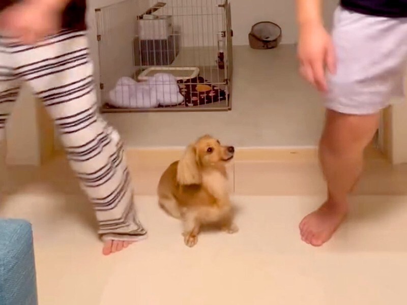 犬が『パパとママどちらを選ぶか』検証してみたら…予想もつか