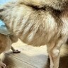 ネグレクトされ『ガリガリにやせ細った犬』を保護した結果…たった１ヶ月後→『別犬のようなビフォーアフター』に「表情すごい」「いいお顔」の声