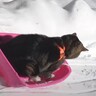 雪遊びをする猫！？→
