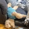 寝相が悪すぎる犬、ソファから頭だけ落ちてもぐっすり