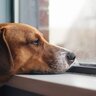犬も『天候や気圧の変化』で体調を崩すの？気圧でダウンしているときにみせる5つのサインとは