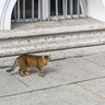 300年間、エルミタージュ美術館をネズミから守り続ける猫たち　ロシア