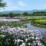 【阿賀野市・瓢湖あやめ園】色鮮やかに咲き誇る170品種30万本のアヤメは初夏の風物詩