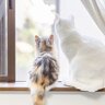 猫はなぜ『猫背』なの？考えられる3つの理由　実は重要な役割を秘めていた？